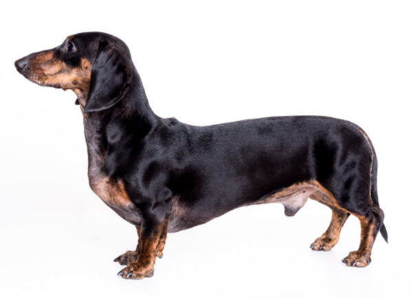 aggressive dachshund dog breed