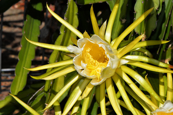 dragon fruit flower