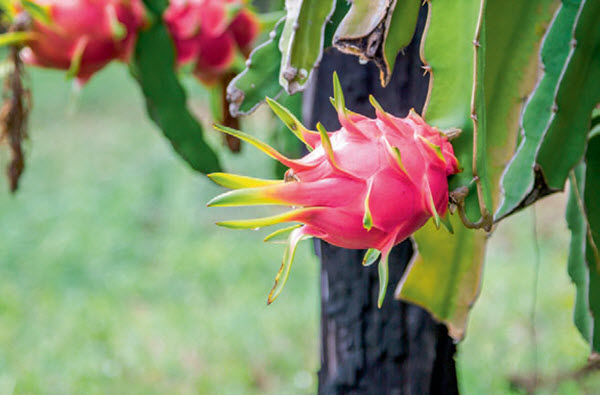 dragon fruit on plant