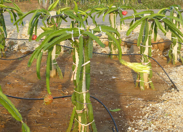 well grown plant plant