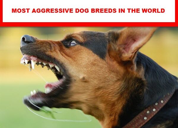 most aggressive dog breeds in the world