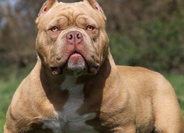 pit bull dog breed