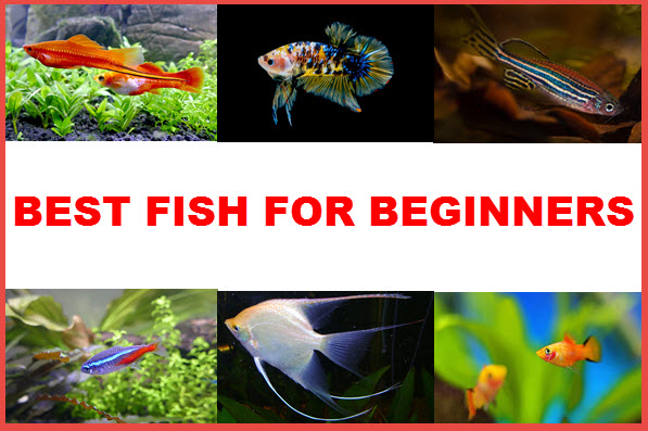 best freshwater fish for beginners tank