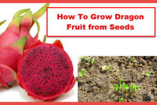 how to grow dragon fruit from seed