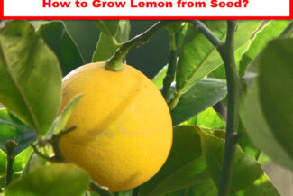 how to grow lemon tree from seed