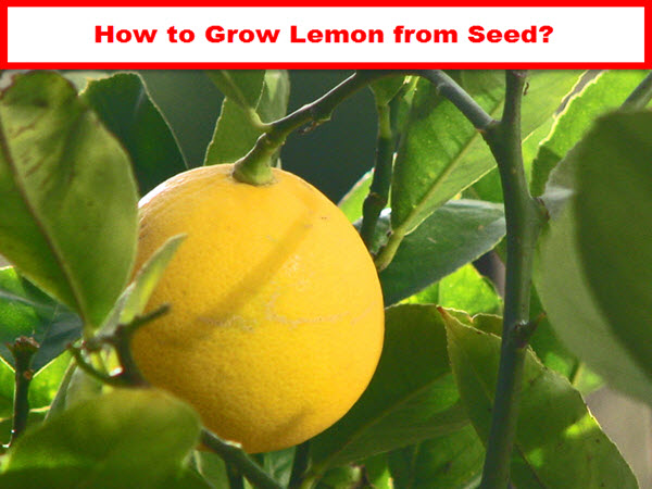 how to grow lemon tree from seed
