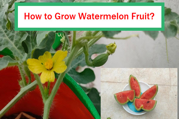 how to grow watermelon from seed