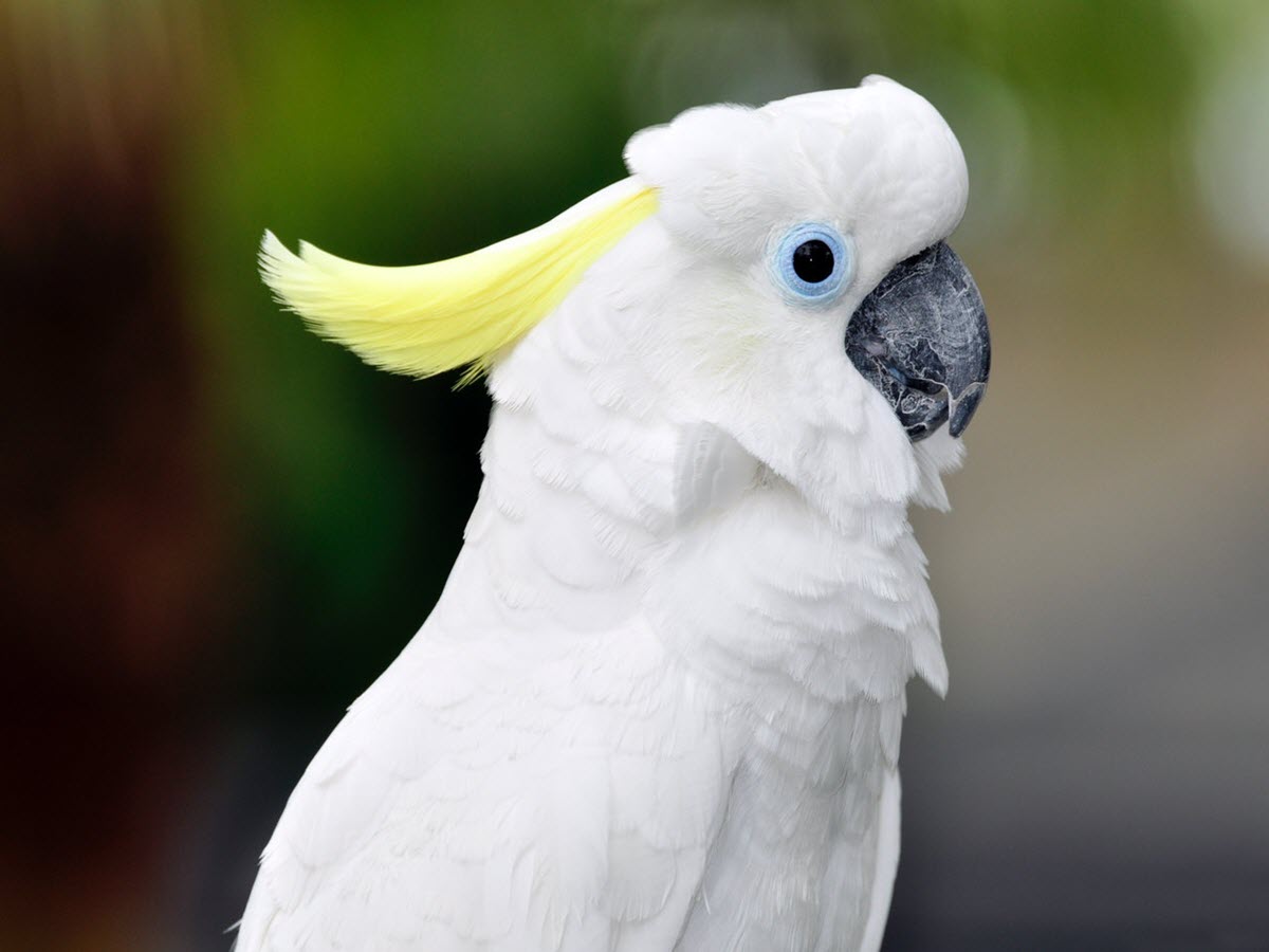 intelligent Cockatoo parrot
