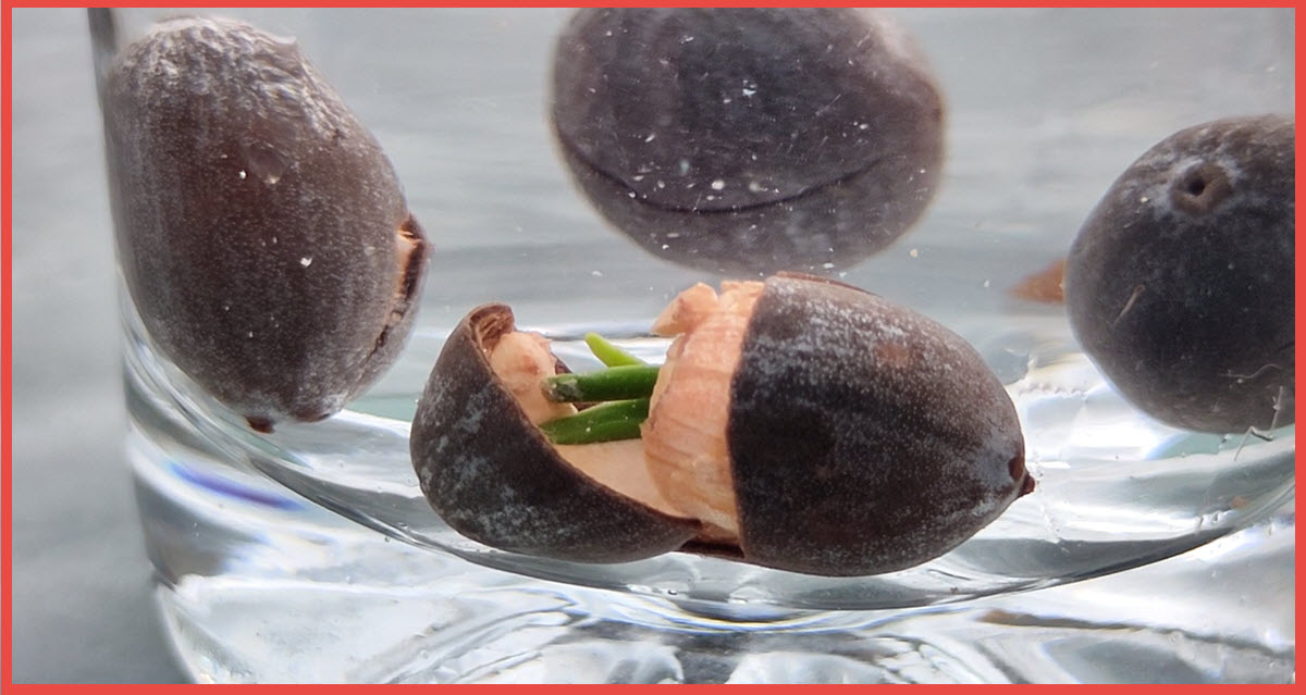 Lotus Seed Sprouting in water