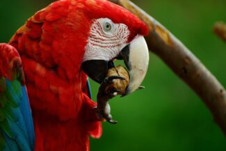 Macaw