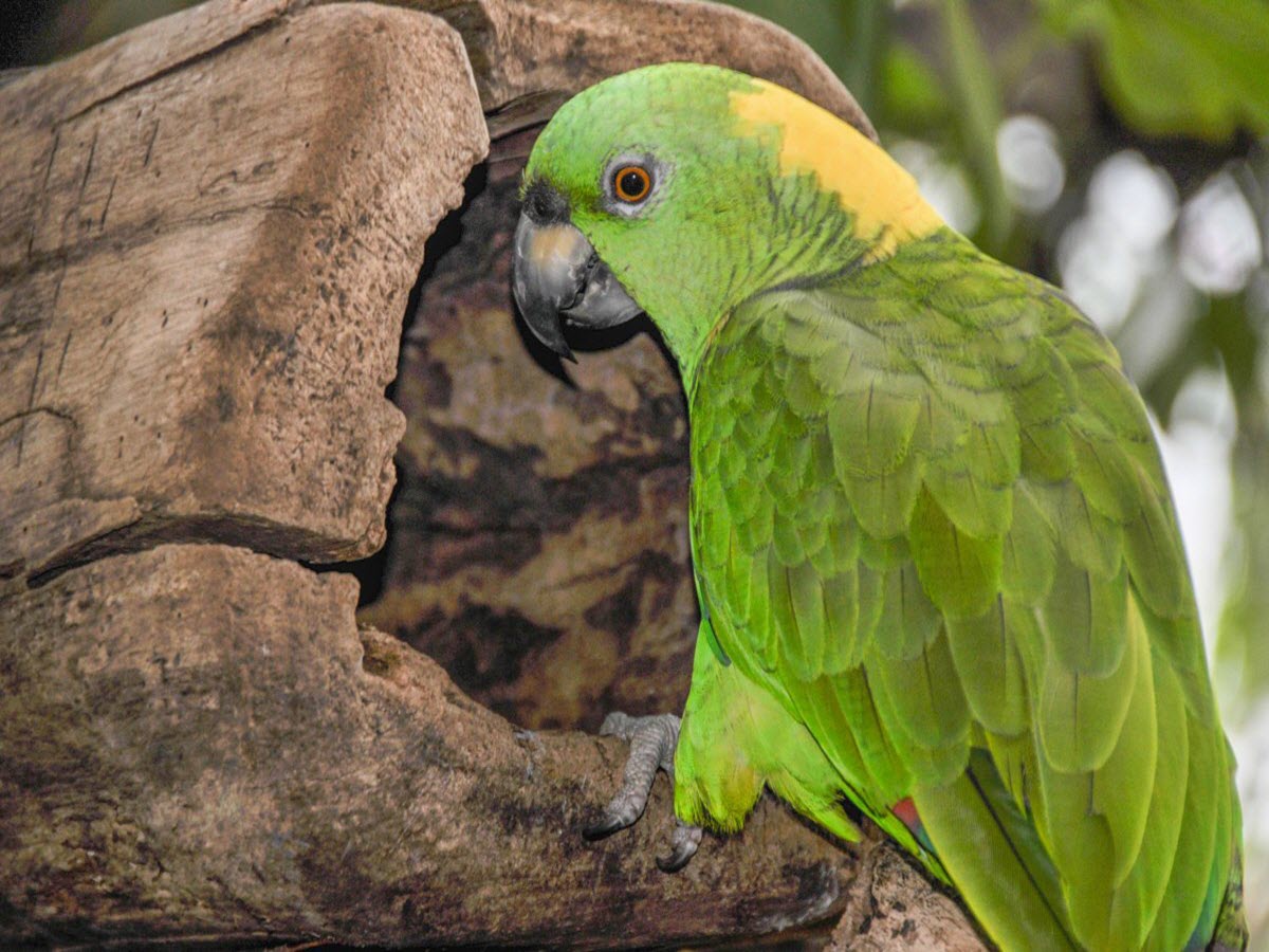 Yellow Napped amazon parrots