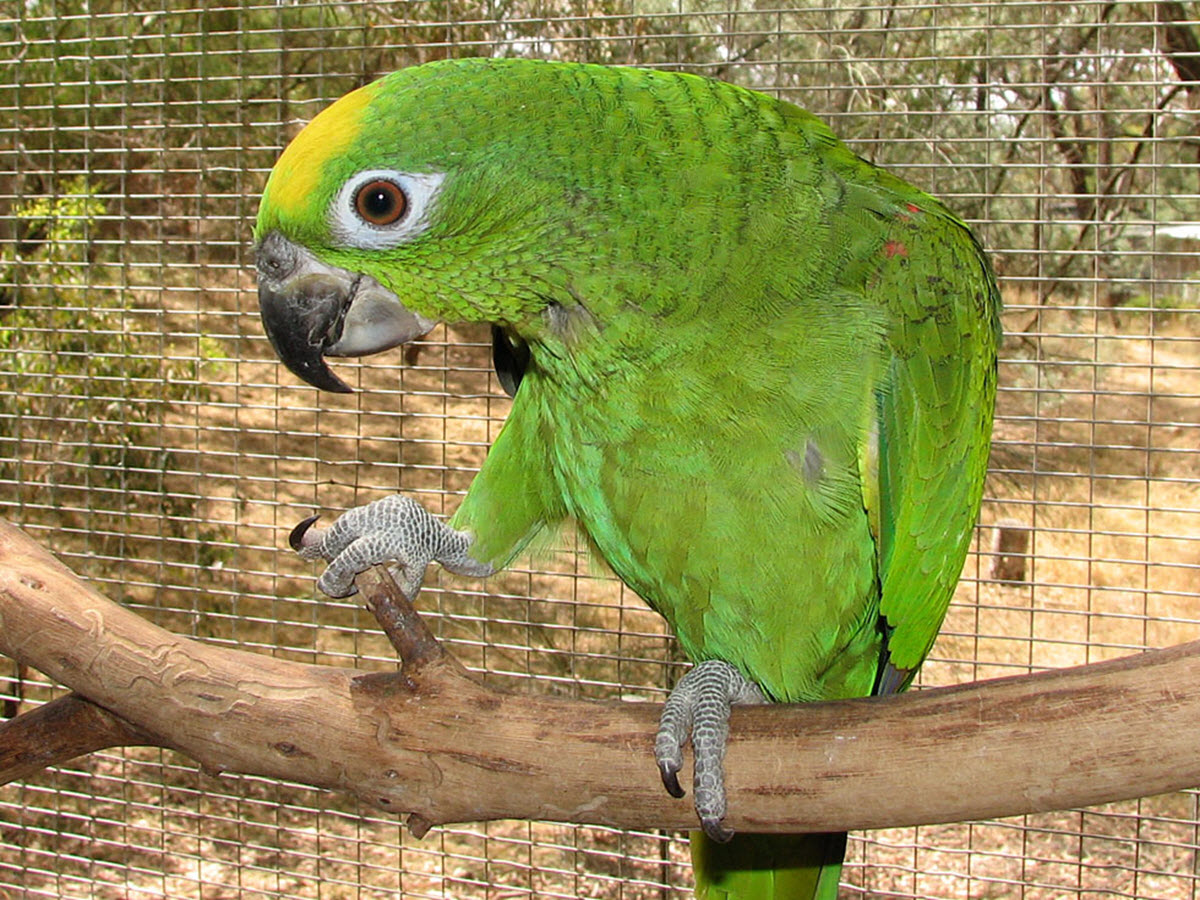 Yellow crowned Amazon parrot