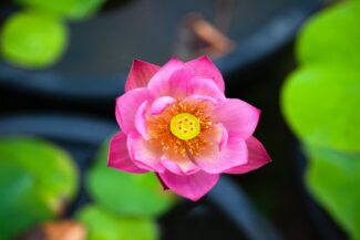 grow lotus from seed