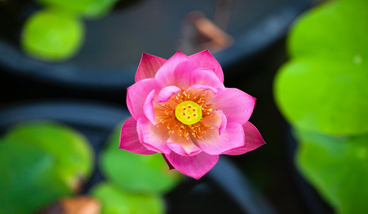 grow lotus from seed