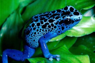 Atelopus frog