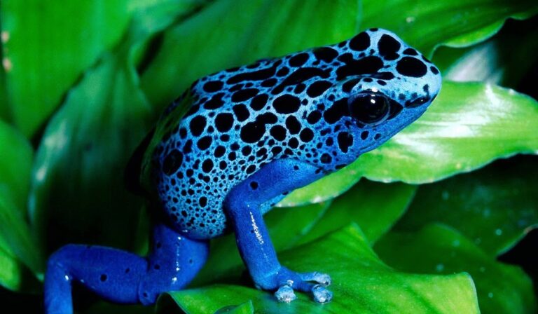 Atelopus frog