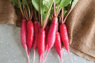 Grow radish in container from seed