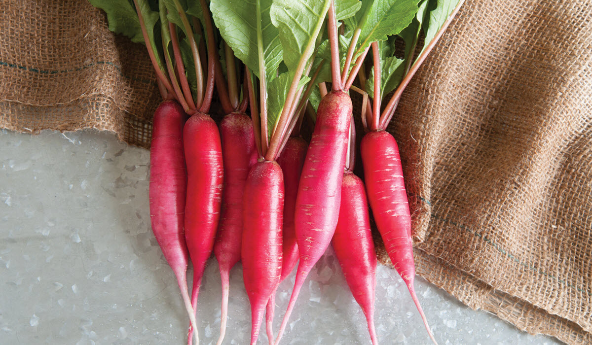 grow radish in container