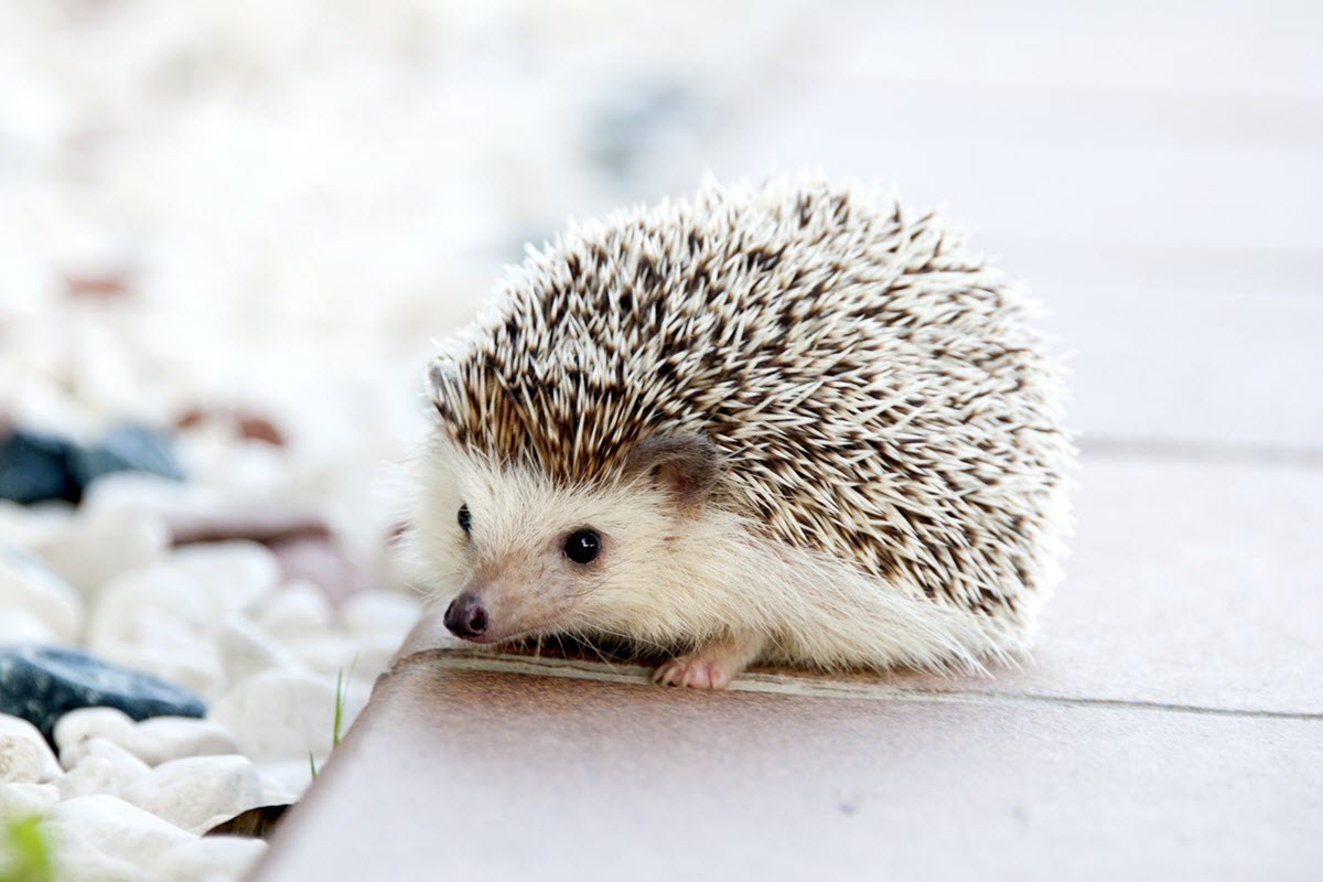 pet Hedgehog