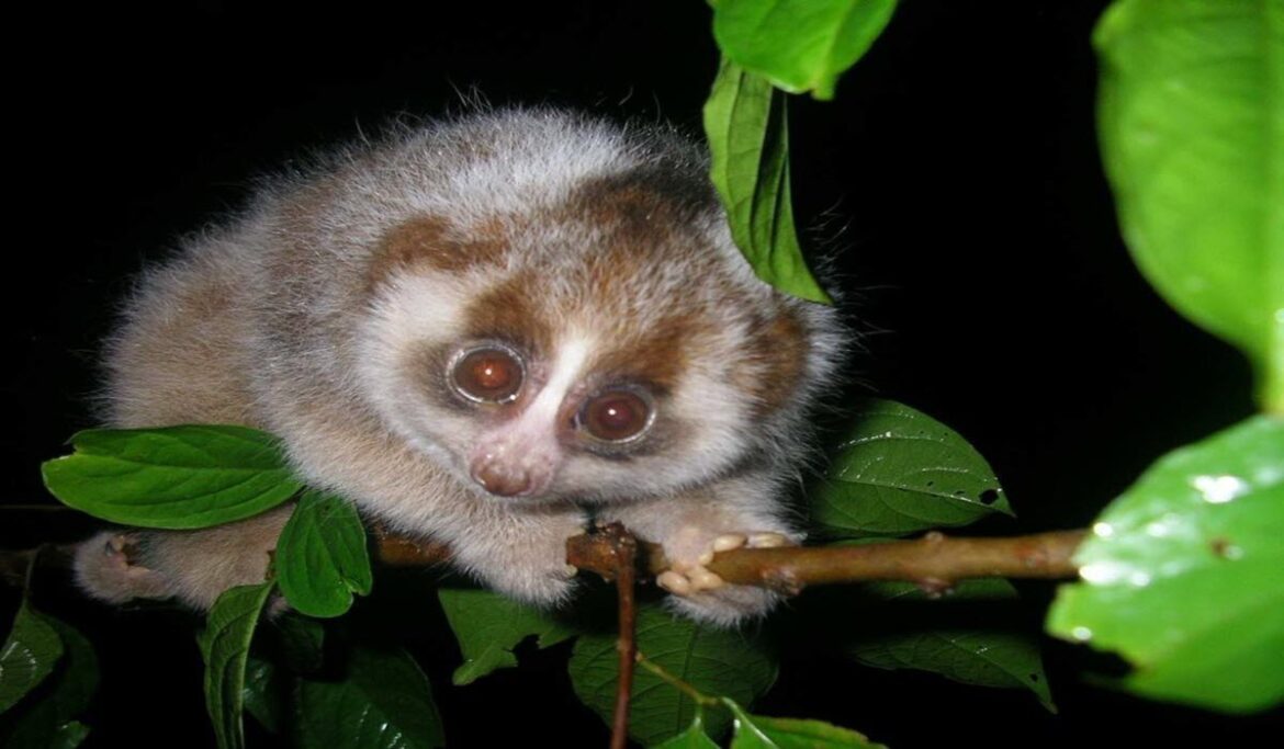 Most Exotic Pets in the World MK Pets & Gardening