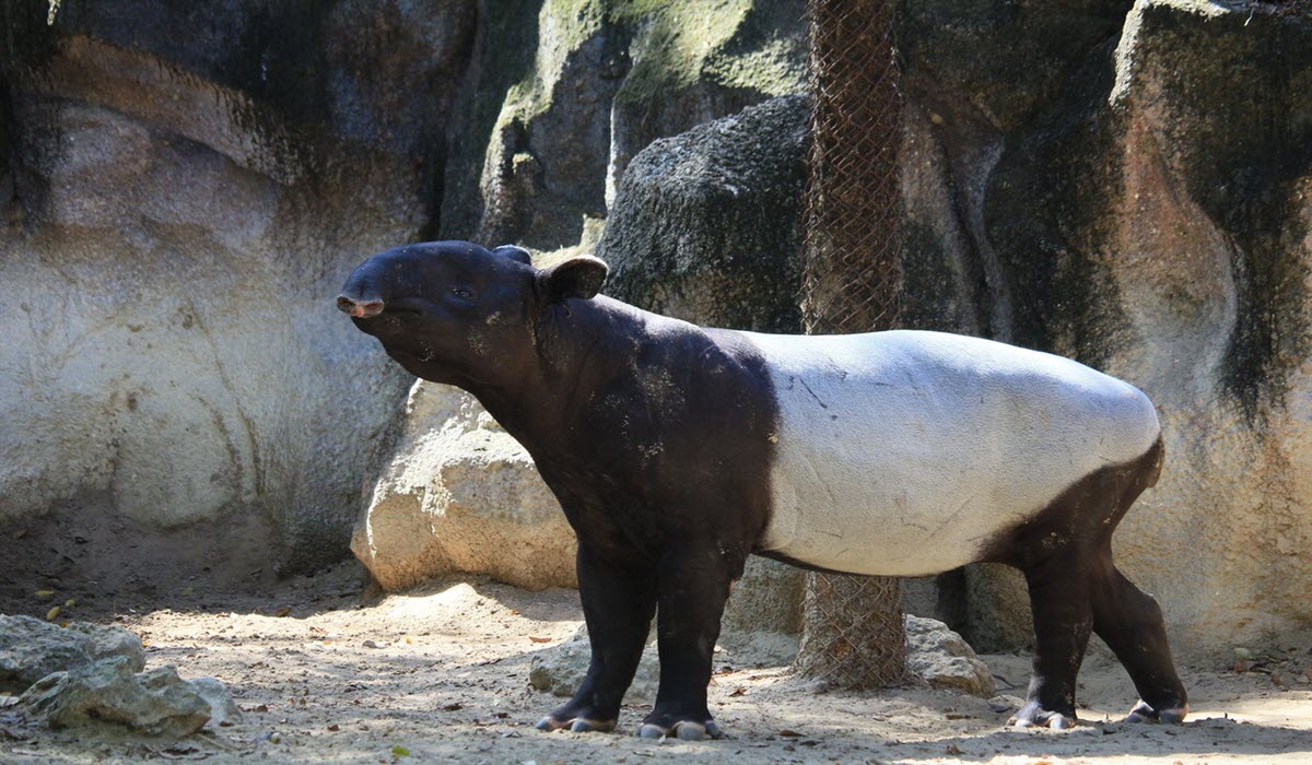 The exotic Tapir
