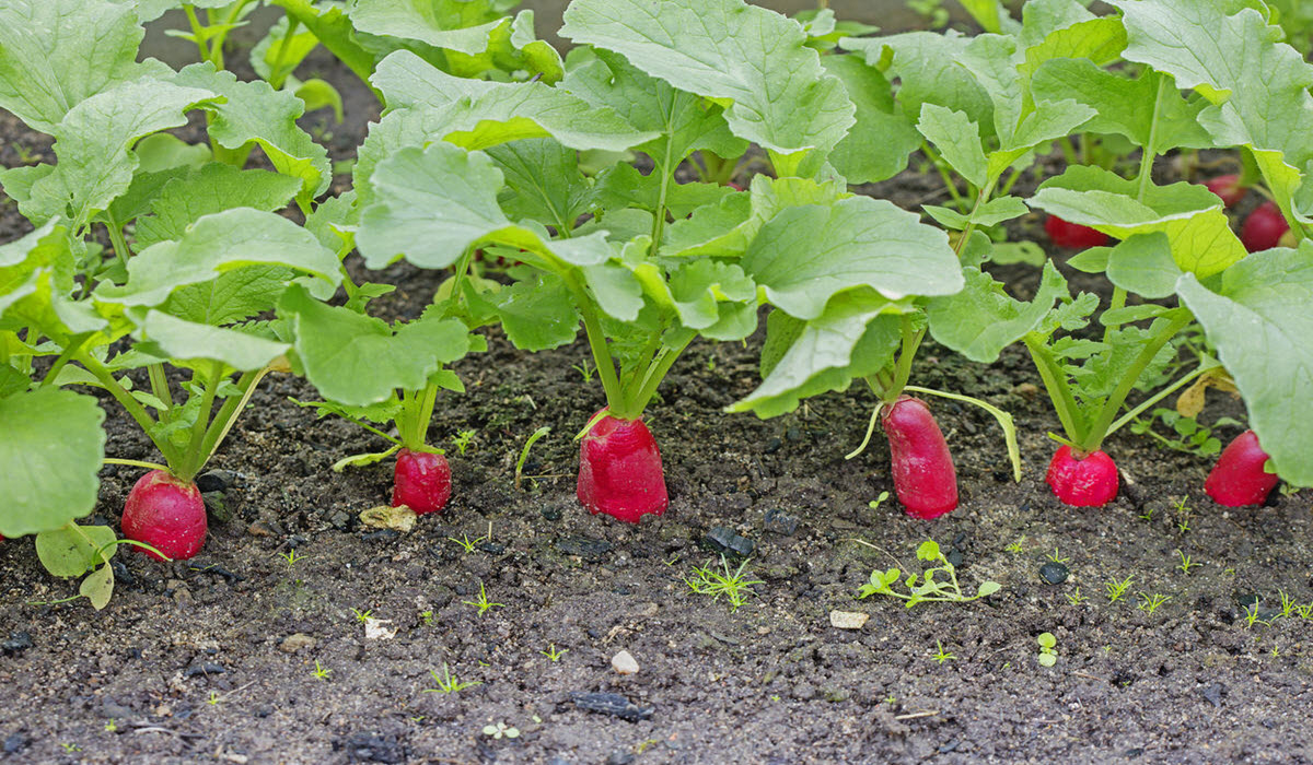 grow radish in container