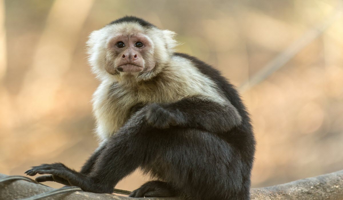 Capuchin Monkey - Expensive Pets