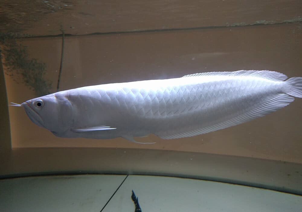 Expensive Platinum Arowana Fish