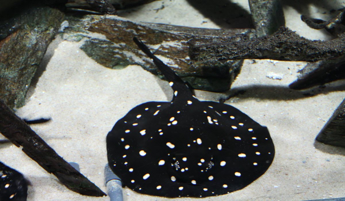 Freshwater Polka Dot Stingray