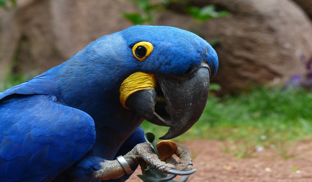 Hyacinth Macaw - Expensive Bird