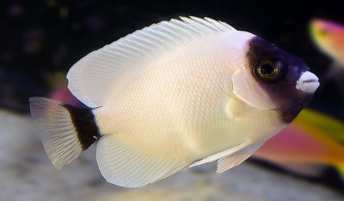 Masked Angelfish expensive aquarium fish
