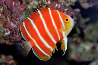 Peppermint Angelfish