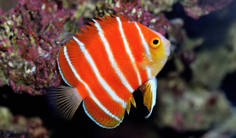 Peppermint Angelfish