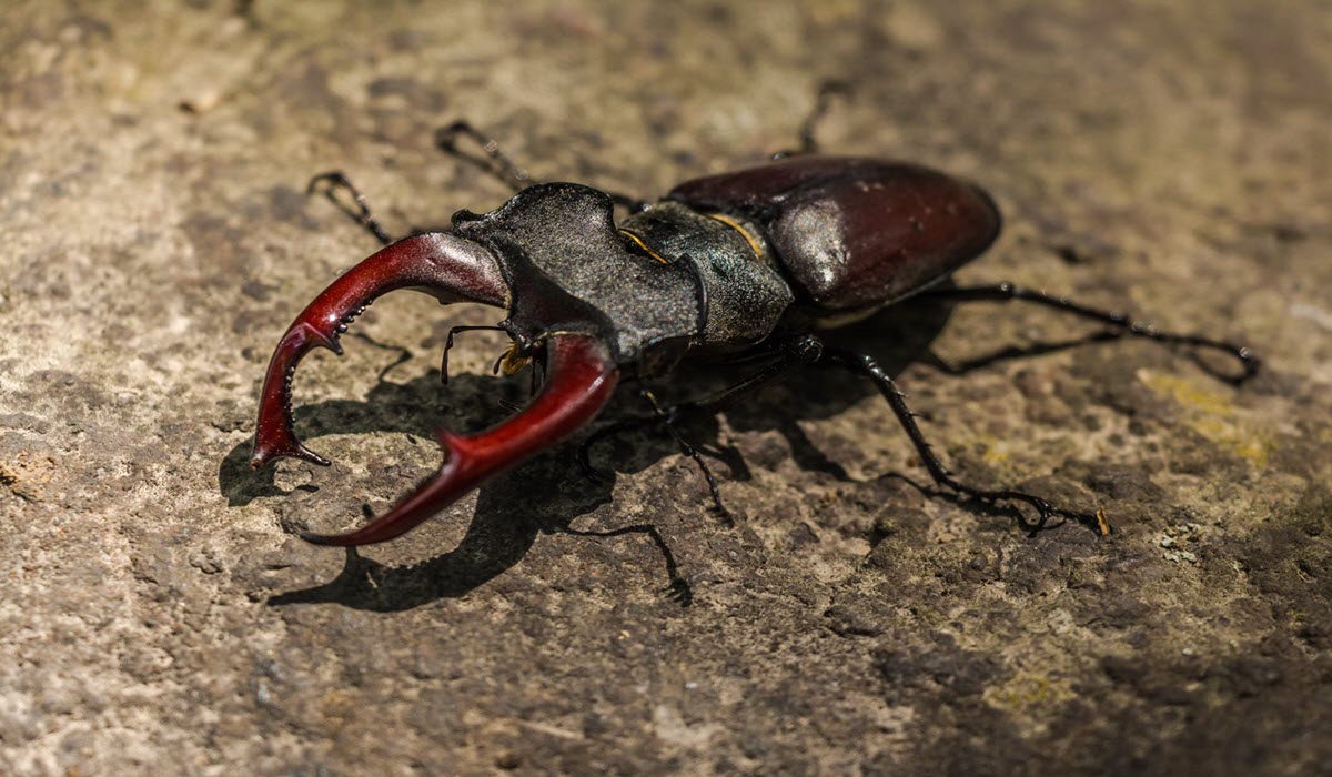 Rare Stag Beetle