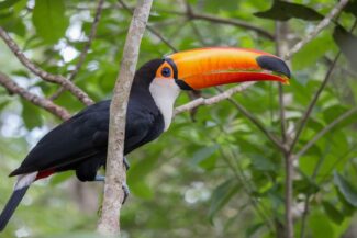 Toucan - Expensive Pet