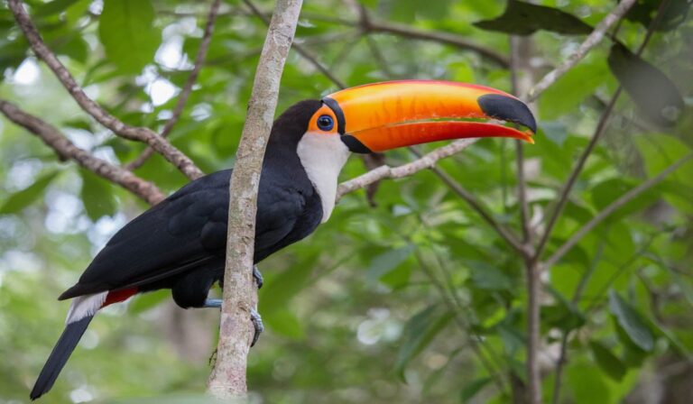 Toucan - Expensive Pet