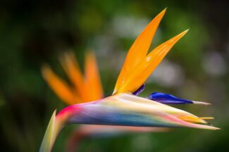 Bird of Paradise flower