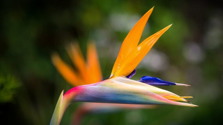 Bird of Paradise flower