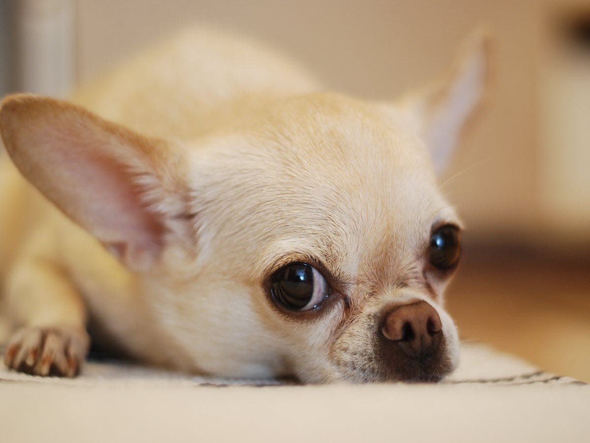 cute small Chihuahua Dog breed