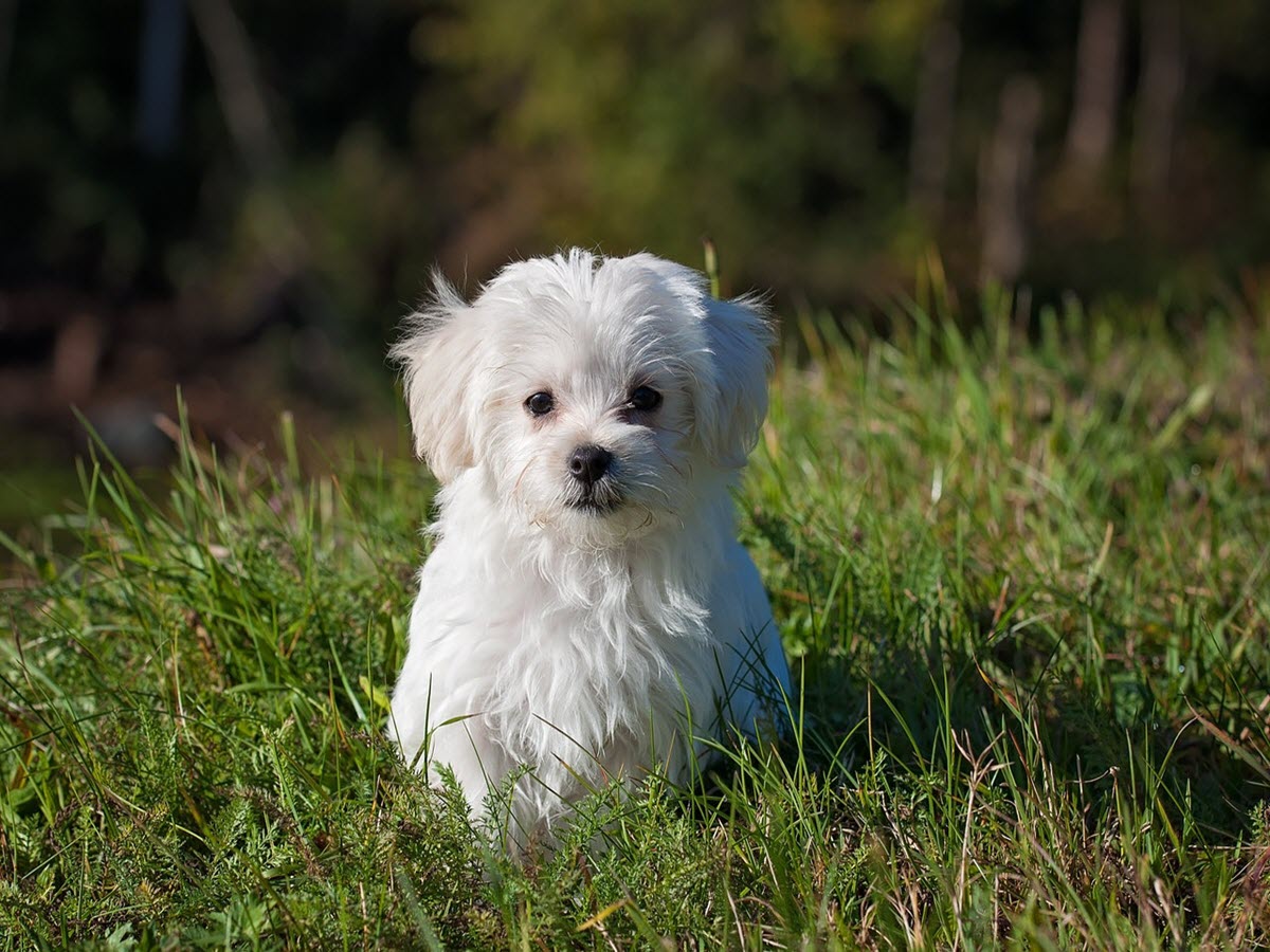 cute small Maltese Dog breed
