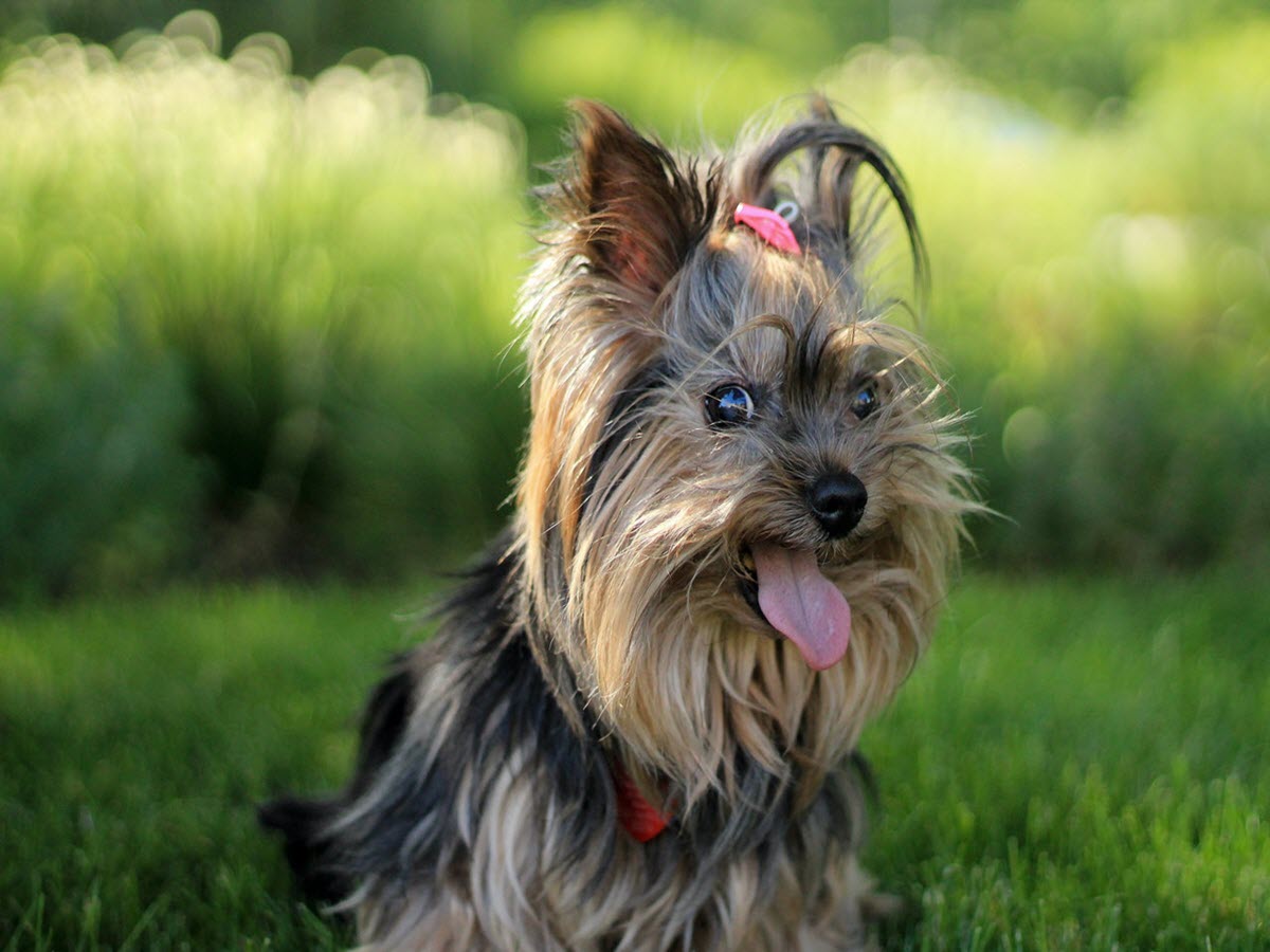 cute small Yorkshire Terrier dog