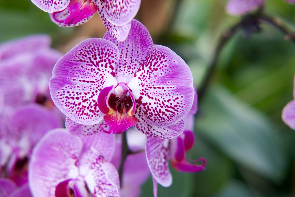 most beautiful Orchid flower