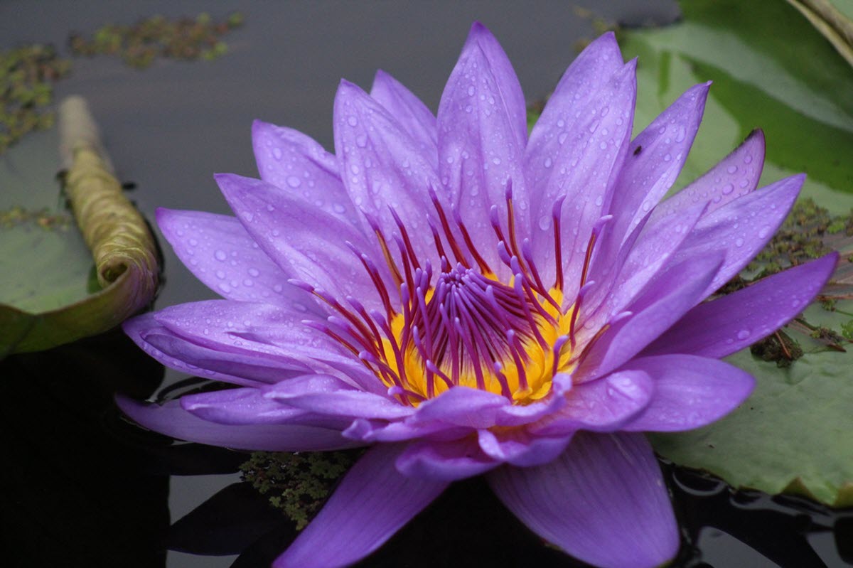most beautiful Water Lily flower