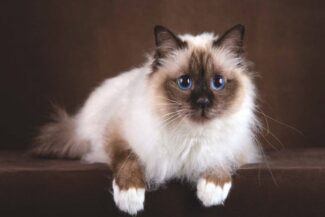 Birman Cat