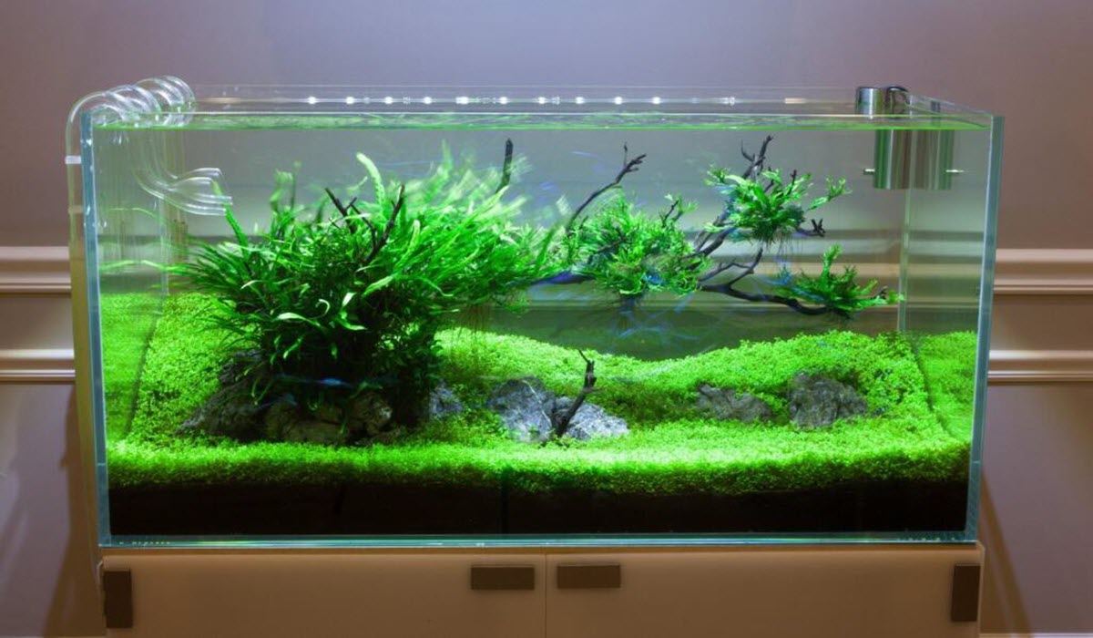 aquarium-Glass-tank