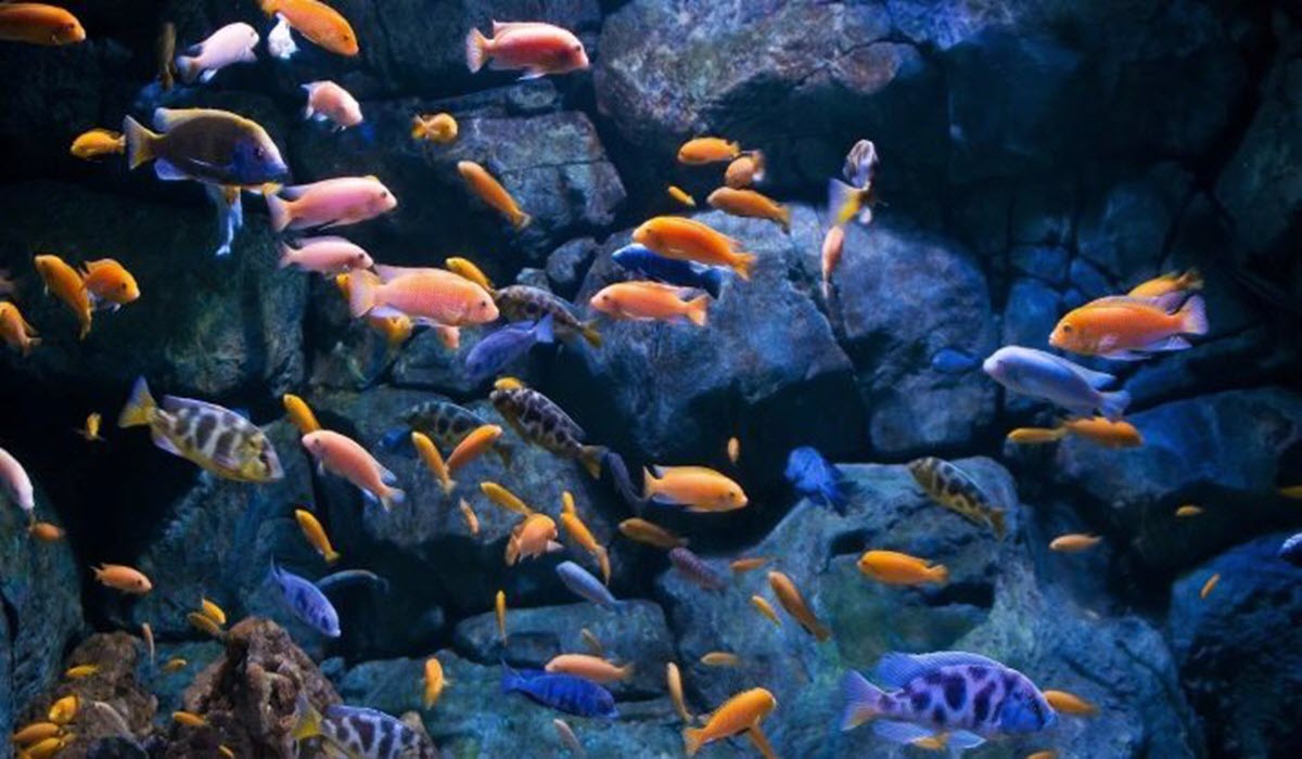  aquarium