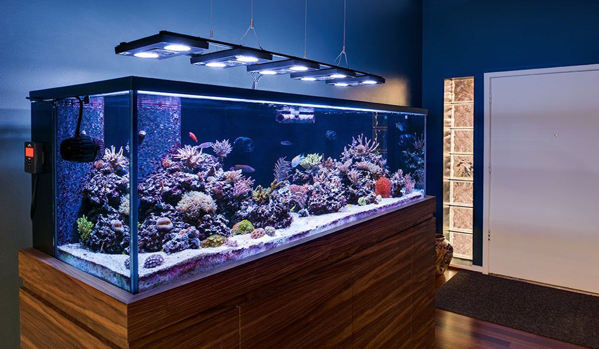 aquarium-setup