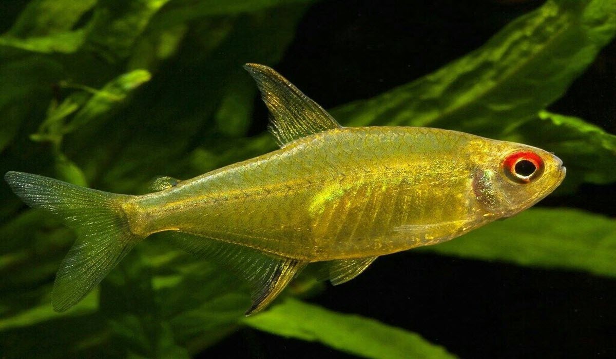 tetra-fish
