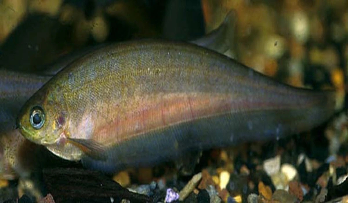 African-Knife-Fish