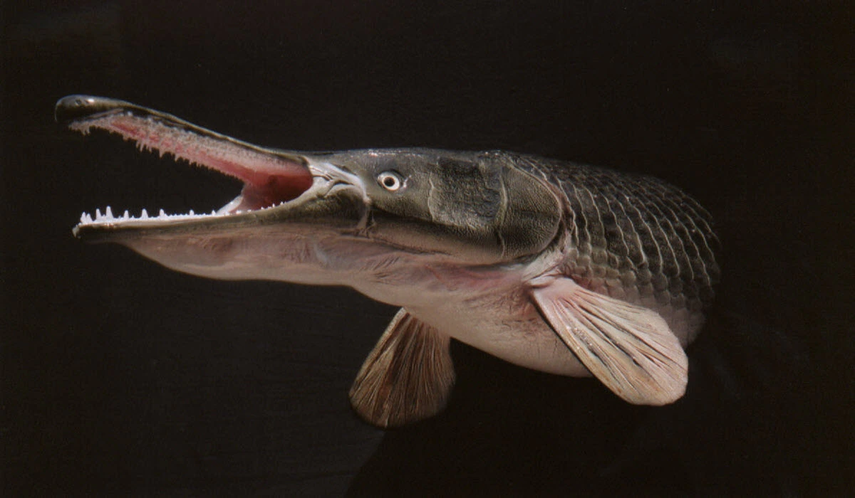 Alligator-Gar-Fish